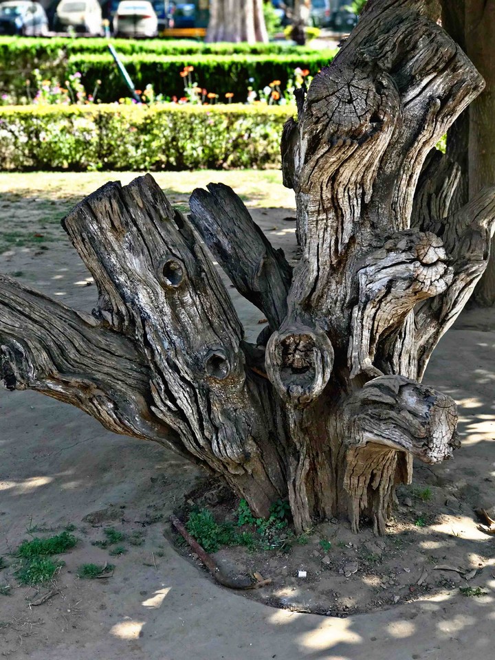 wood