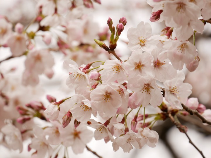 cherryblossom