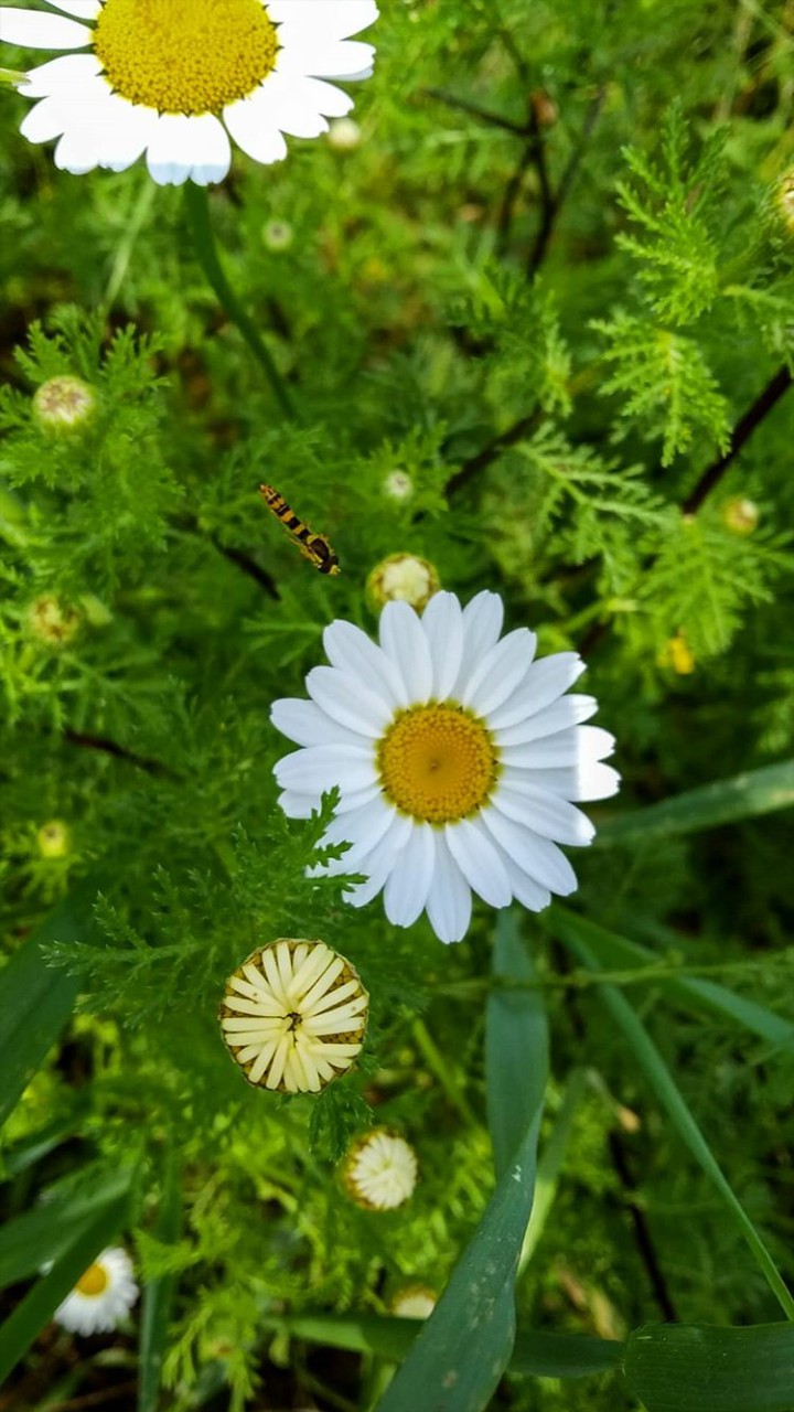 flower daisy
