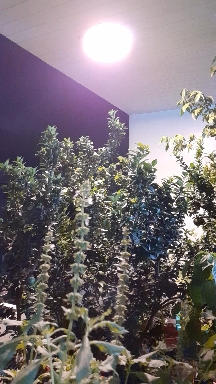 thai basil flowers