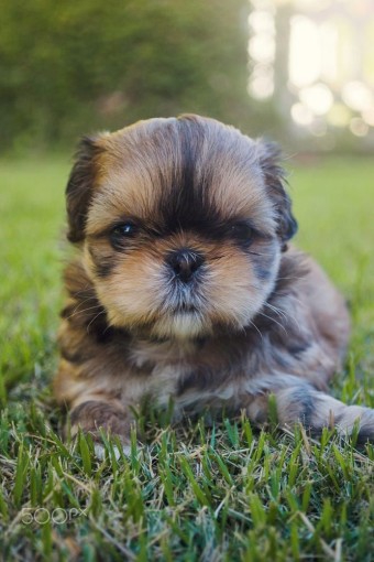 cute little puppy on the lawn.