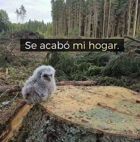 Agonía V