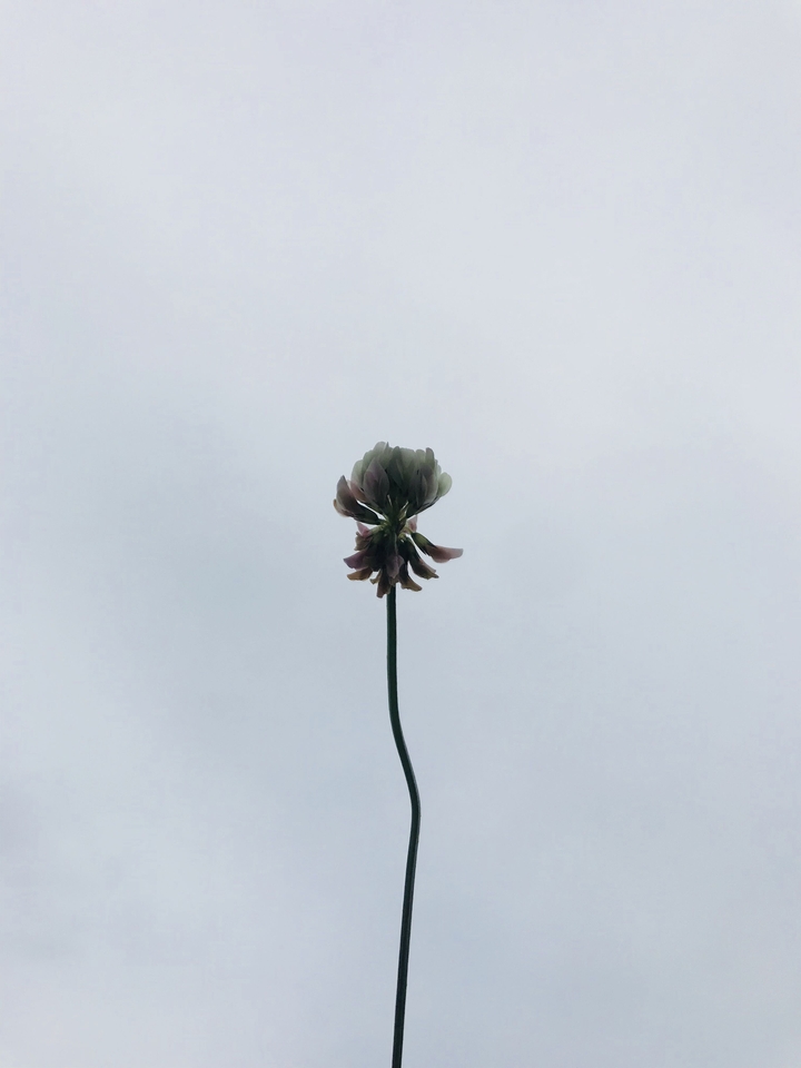 꽃