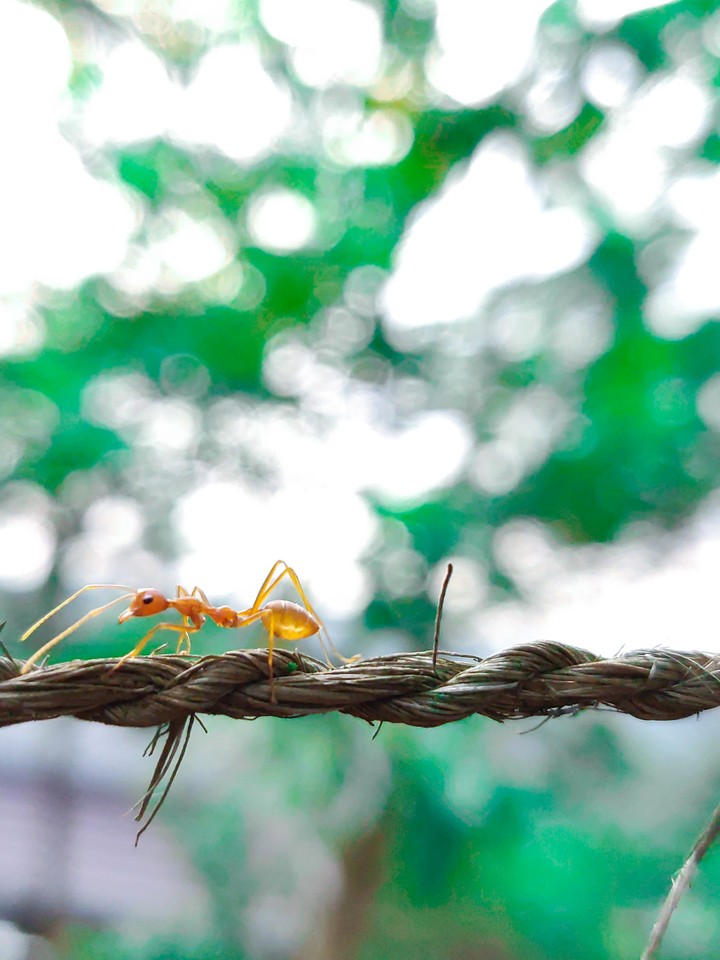 ant