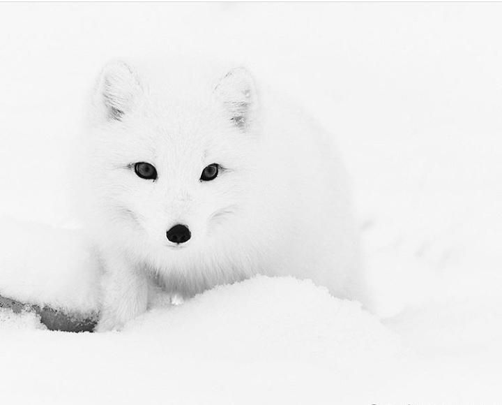 Snow Bear