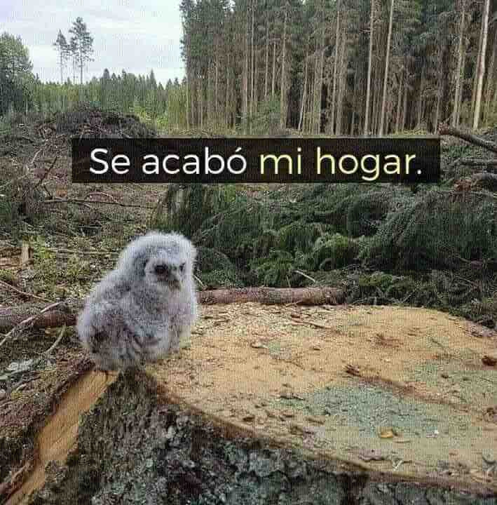 Agonía V