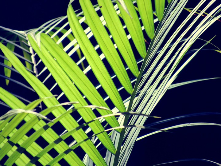 Leaf