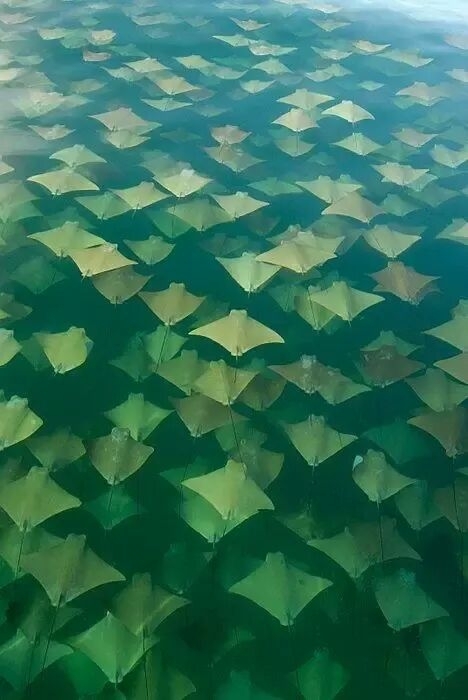 sting ray