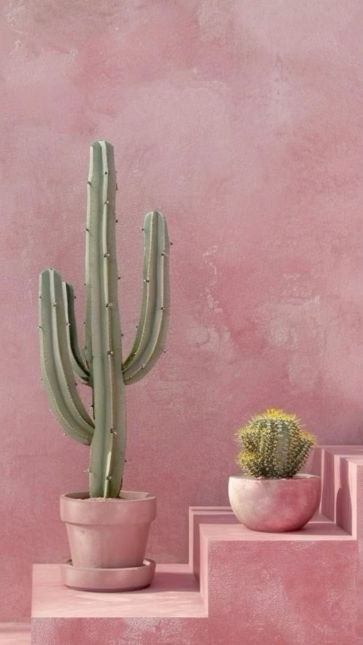 Toy, Succulent_plant, Cactus