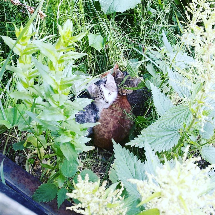 Котята❤