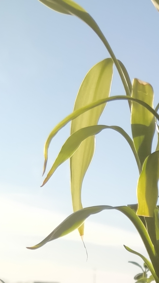 office plant