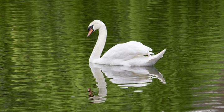 swan