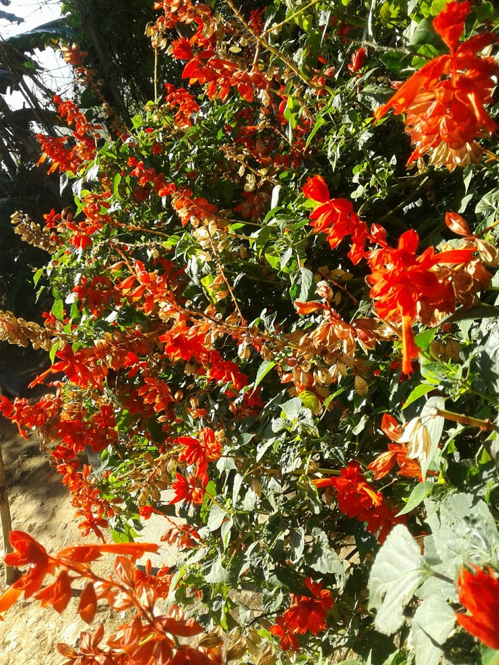 flower