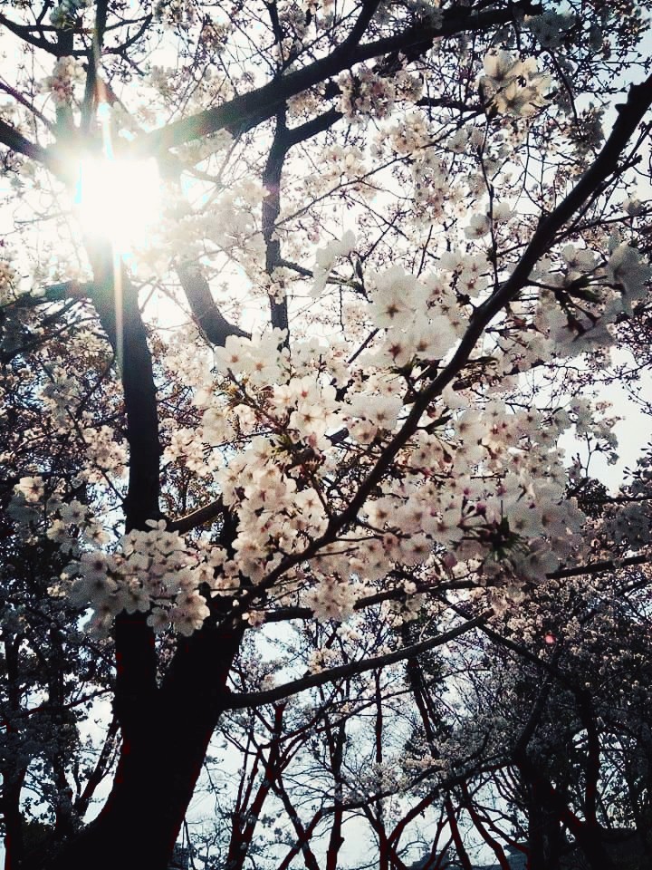 sunny spirit