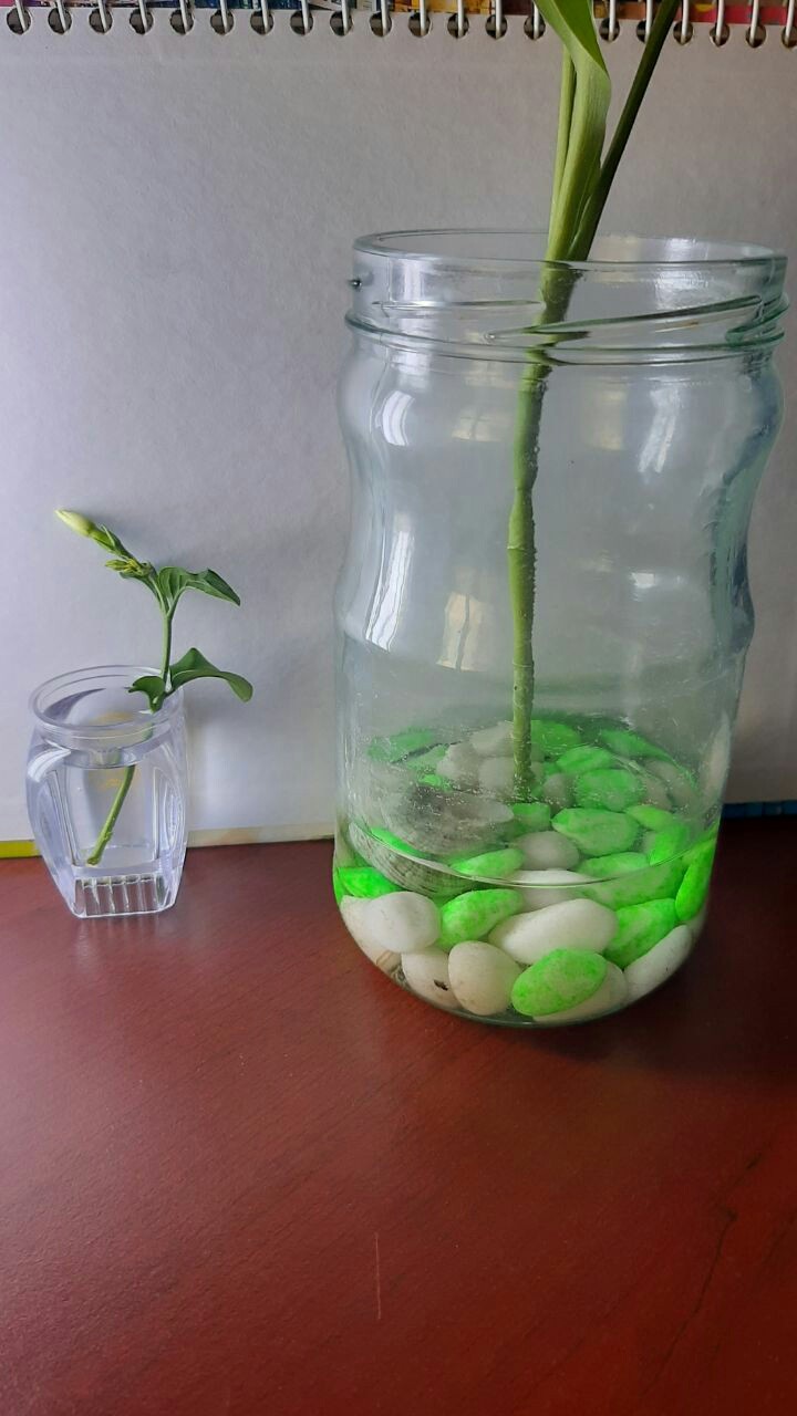 plants