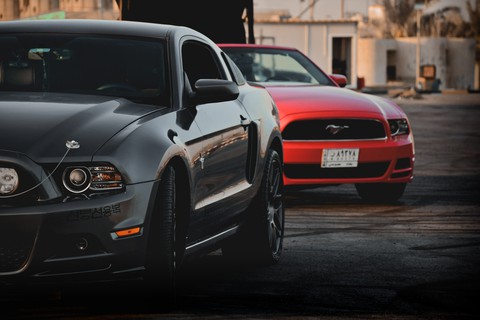mustangs