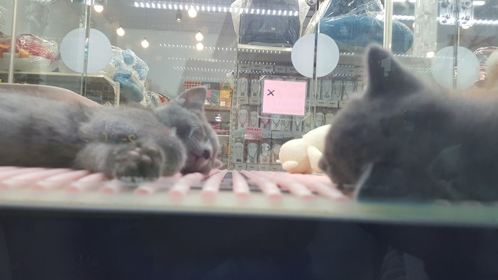 나도 졸리네