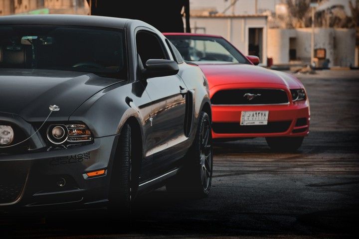 mustangs