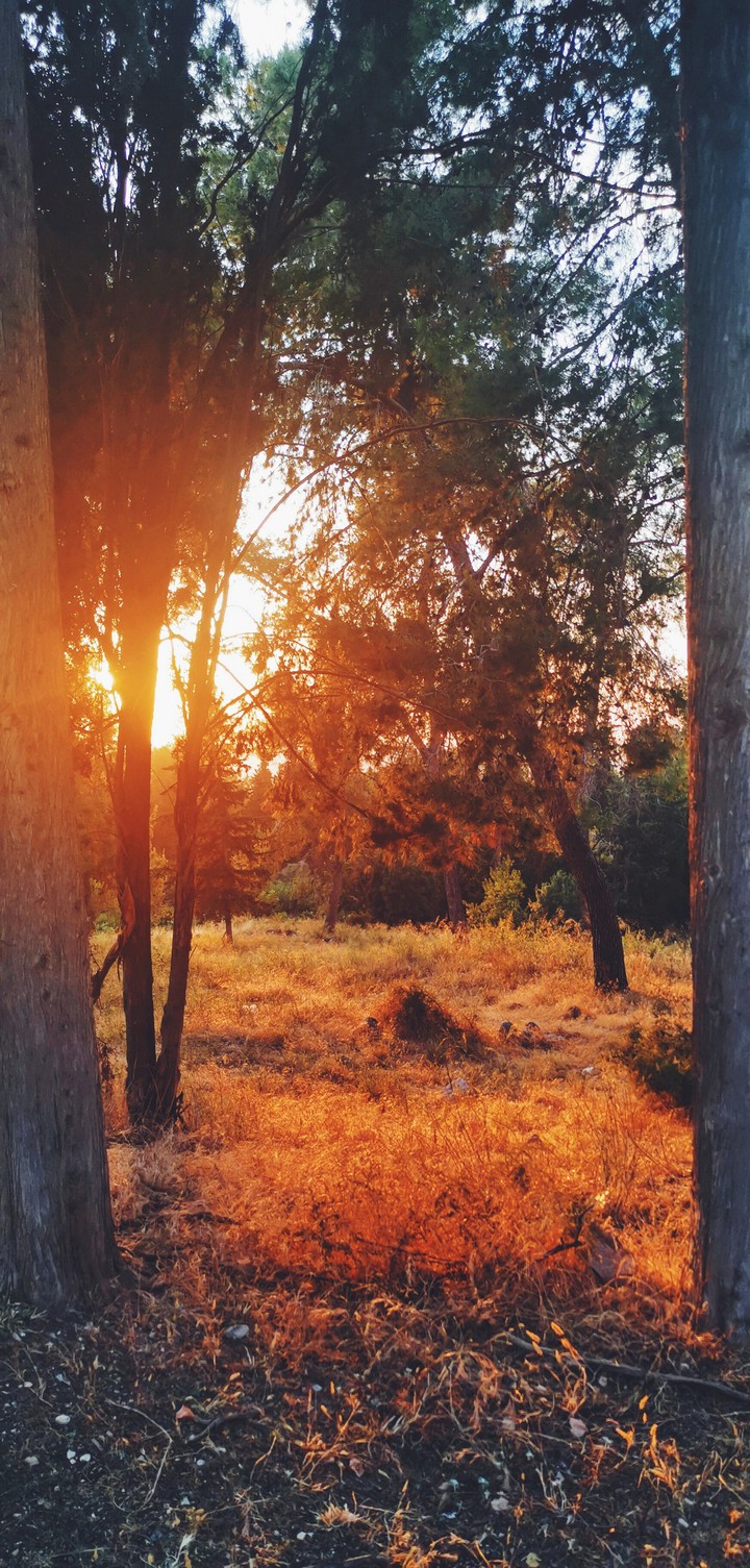 sunset at forest