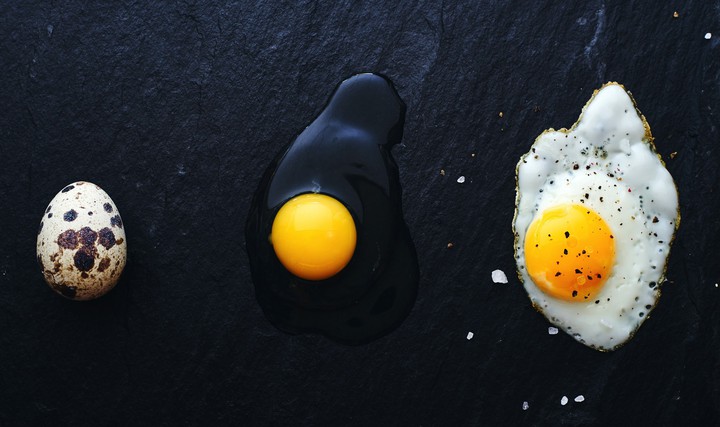 egg stages