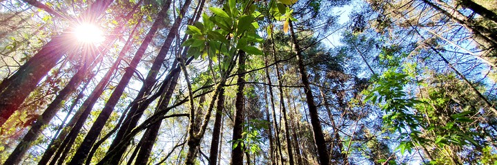 Trees