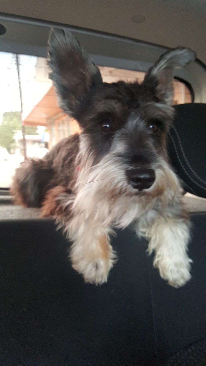 schnauzer