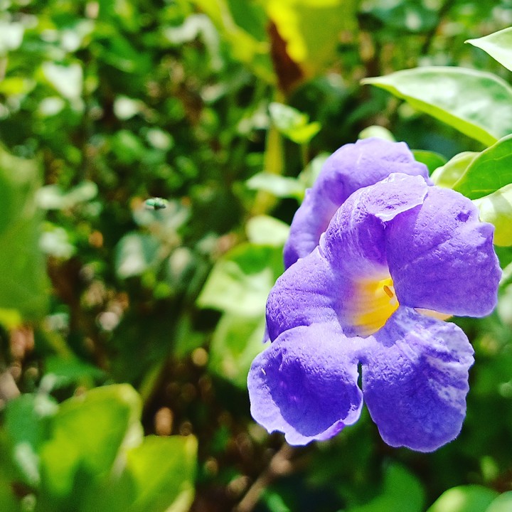 purple flower