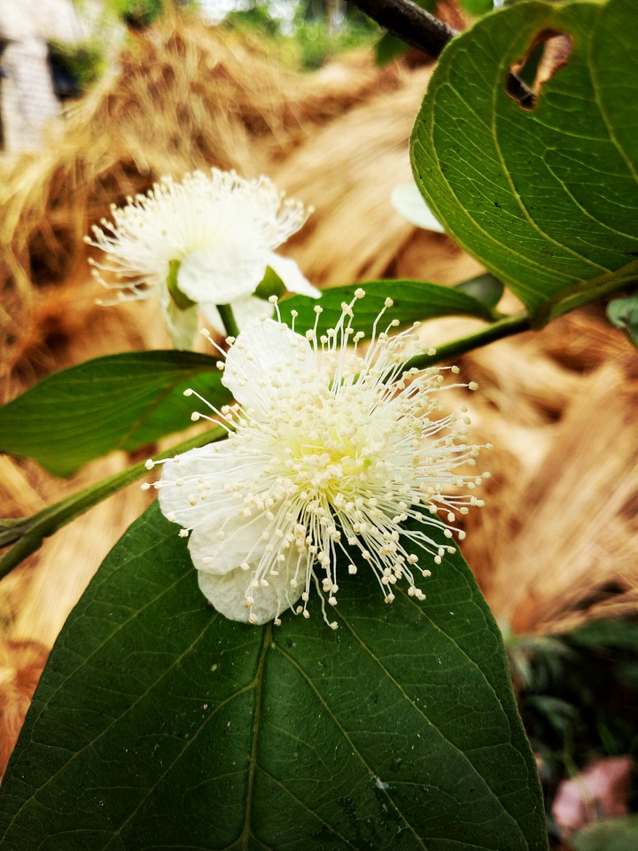 Mobile Photography