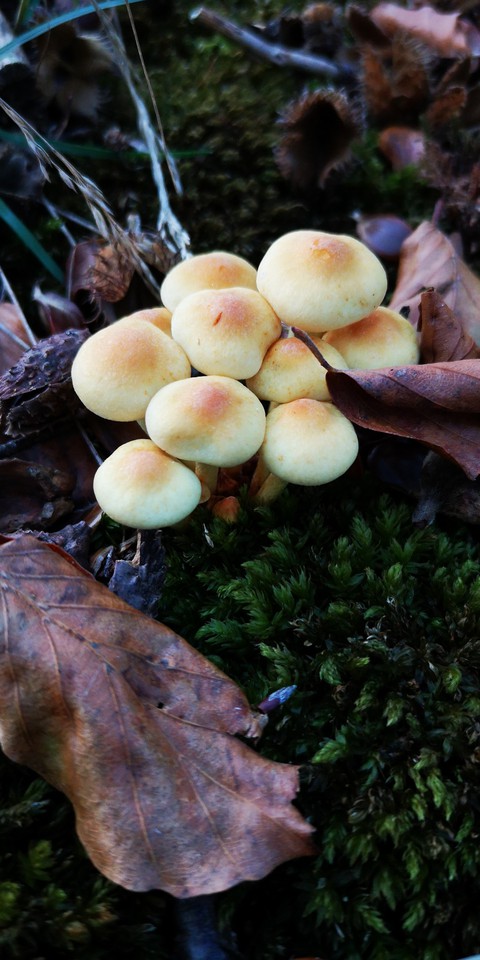 Pilz Gruppe im Wald