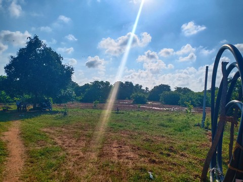 my farm
