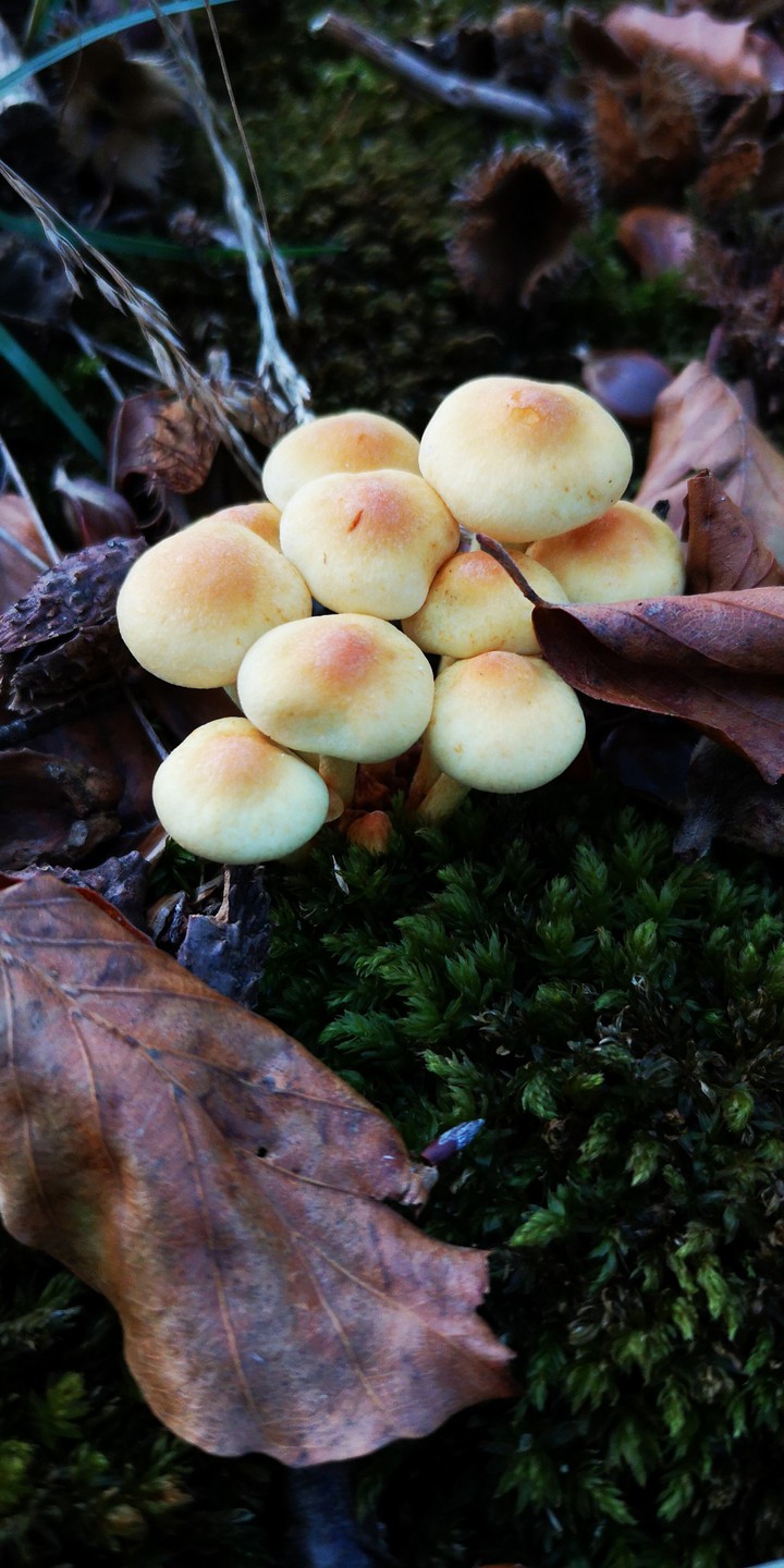Pilz Gruppe im Wald