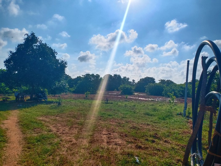 my farm