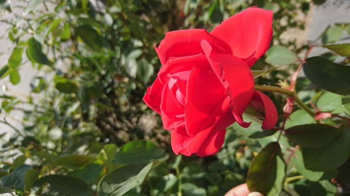 red rose