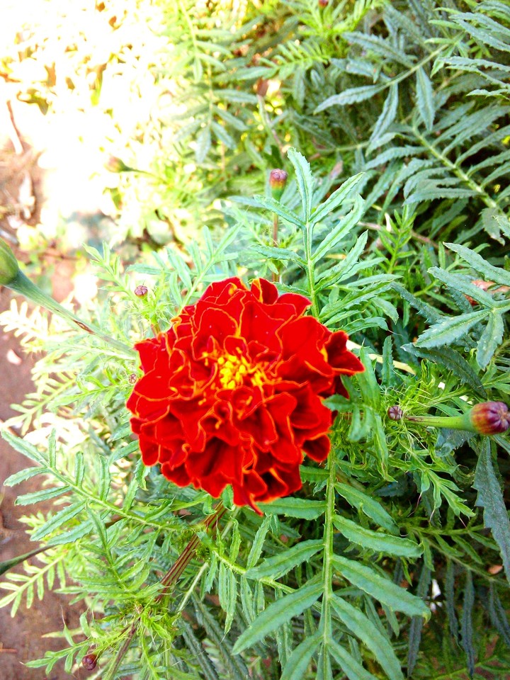 genda