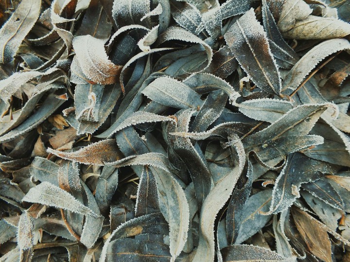 Leaves