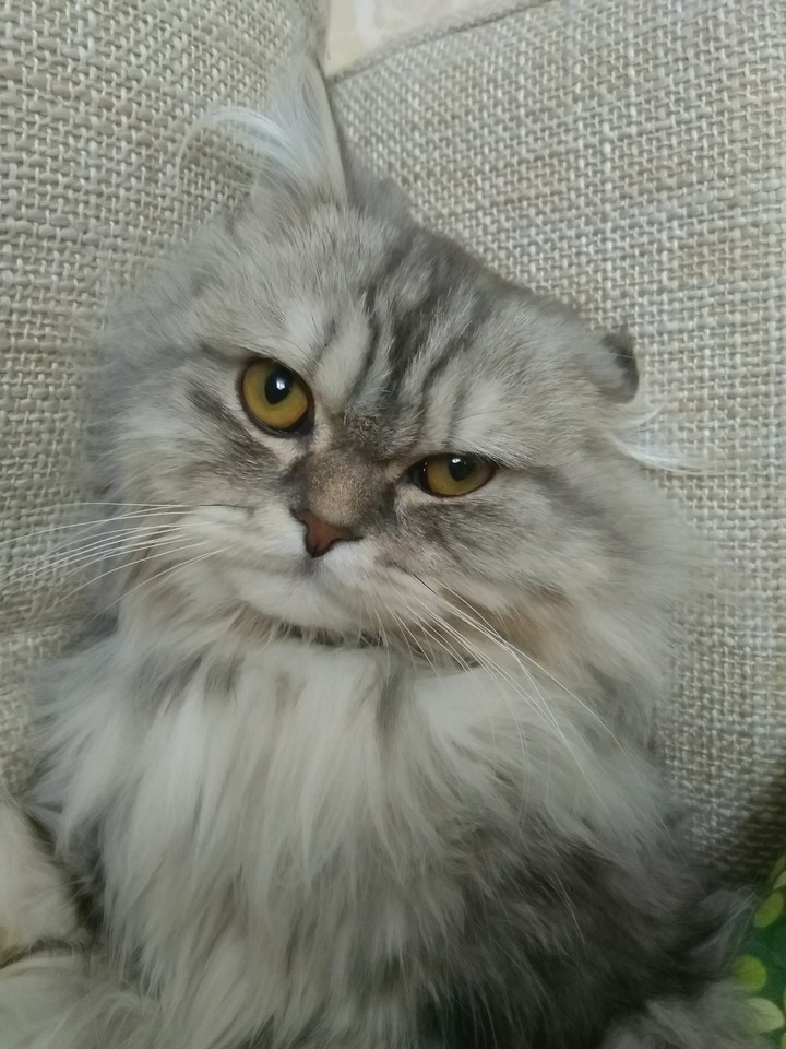 #animal