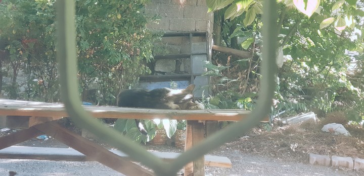 Kitty