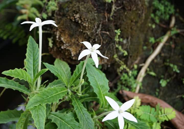 " Star of Bethlehem"