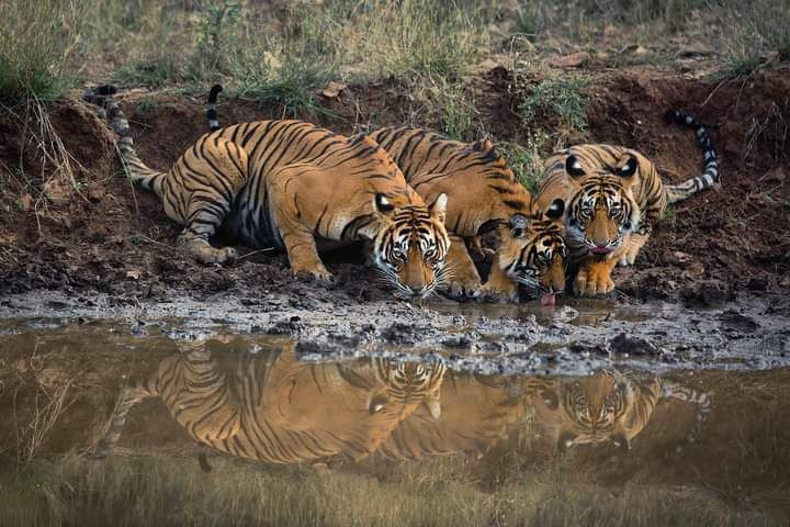 Thirsty Predators