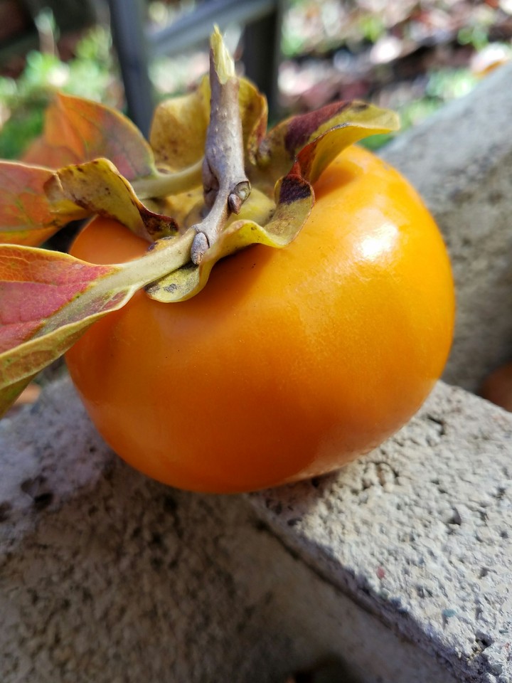Persimmon
