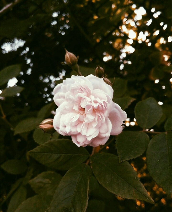 Beatiful Flower