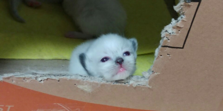 cat