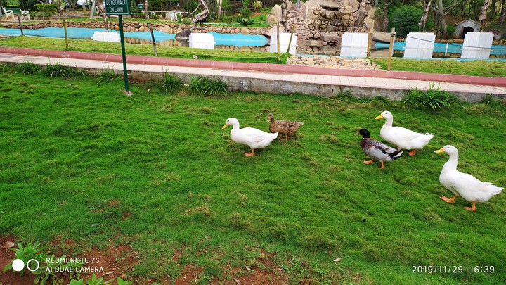 Duck