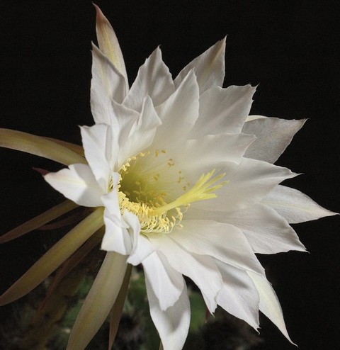 epiphyllum, flower wallpapers