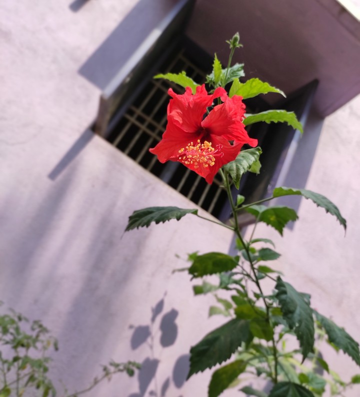 hibiscus plant