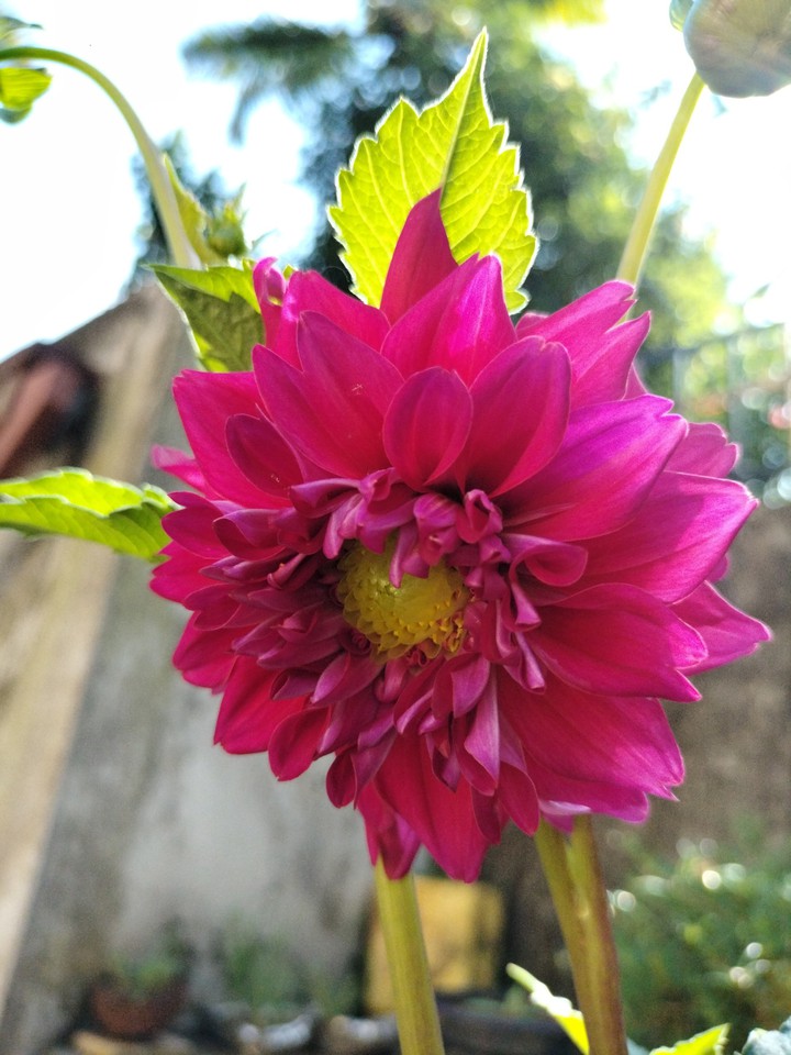dahlia