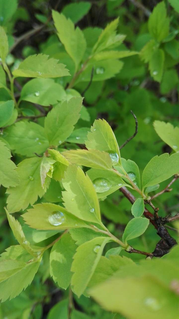 Water drops