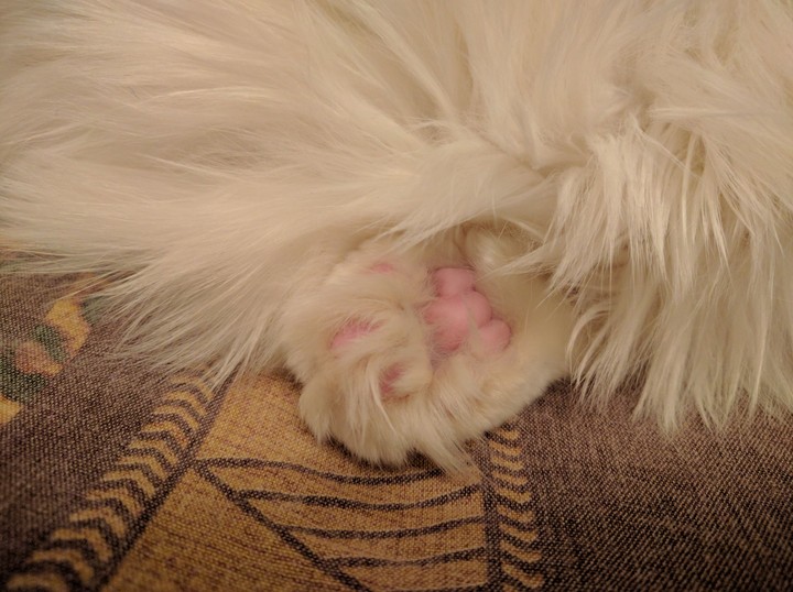 cat Fil