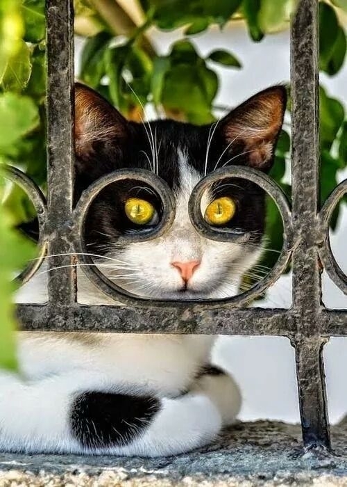 cat