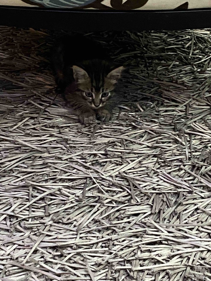 gato